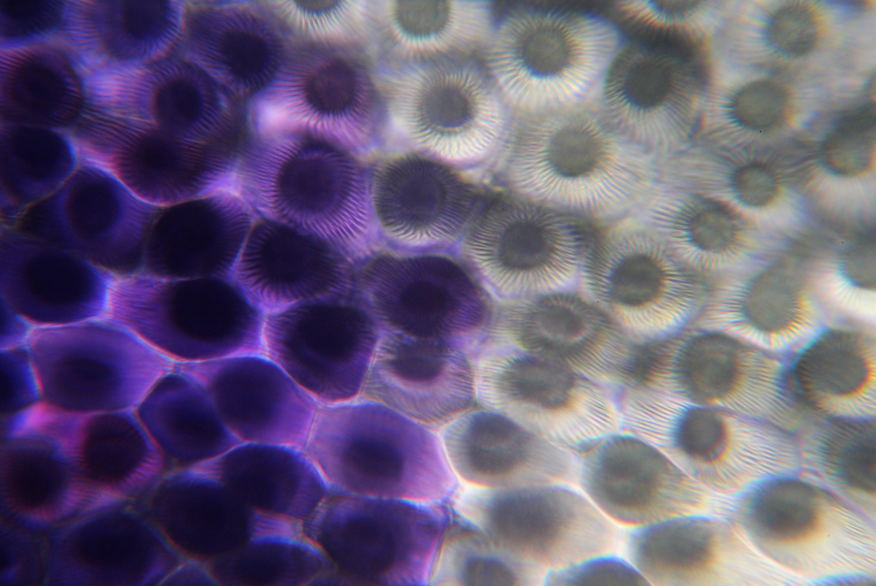 Germander_PetalX1000