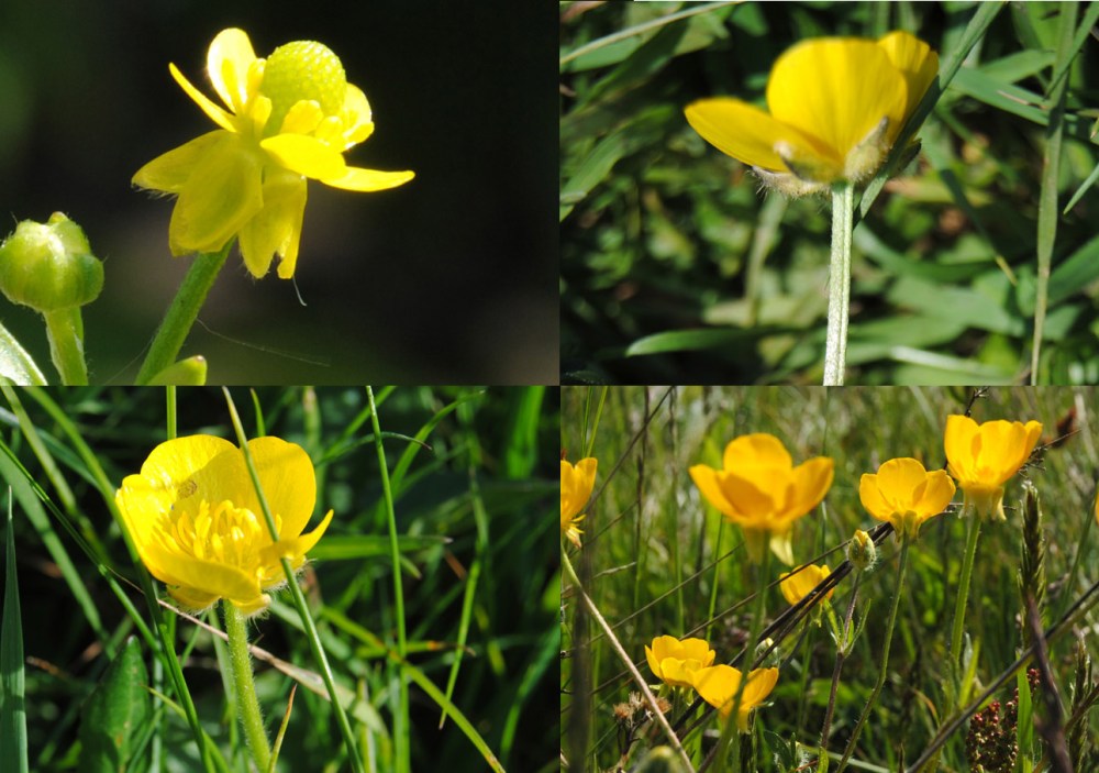 Ranunculus_collage