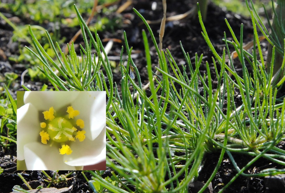 Spergula_arvensis_collage