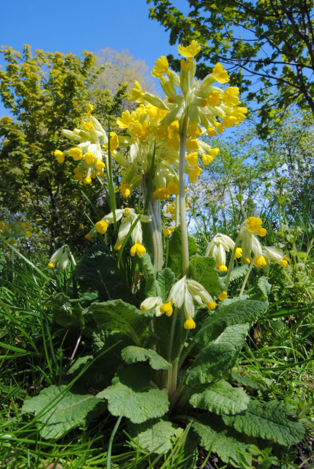 cowslip